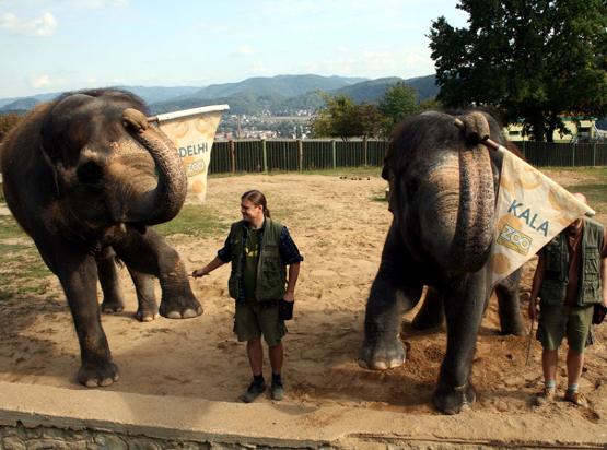 Vlajky pro cvičení slonů v ZOO